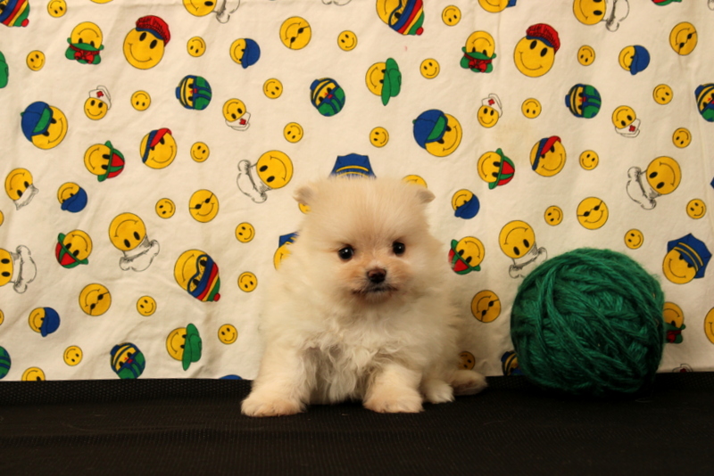 puppy, for, sale, Pomeranian, Matthew B. Stoltzfus, dog, breeder, Gap, PA, dog-breeder, puppy-for-sale, forsale, nearby, find, puppyfind, locator, puppylocator, aca